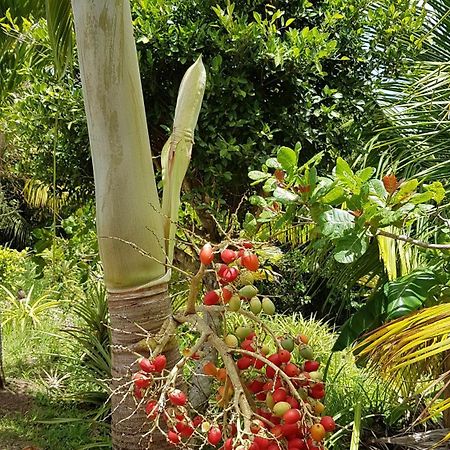 Kaye Mango Villa Soufrière Exterior foto