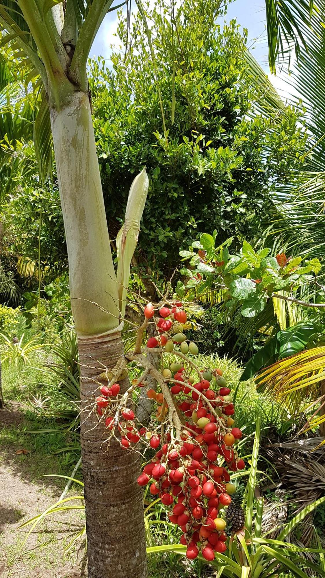 Kaye Mango Villa Soufrière Exterior foto